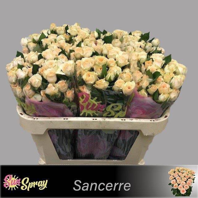 <h4>Rosa spray sancerre</h4>