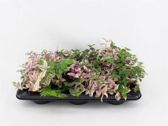 <h4>Trad Quadricolor</h4>