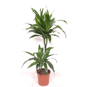 Dracaena Arturo 45-15