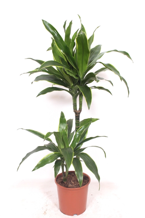 <h4>Dracaena Arturo 45-15</h4>