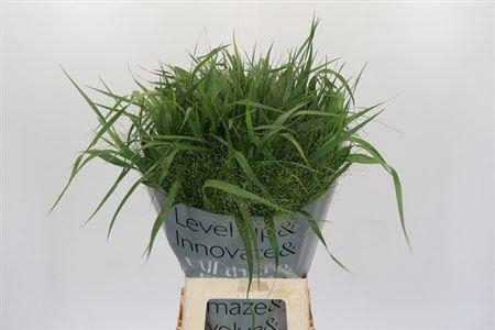 <h4>Panic Vi Fontaine</h4>