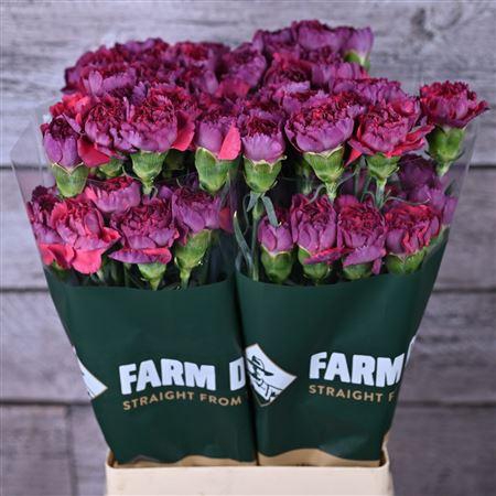 <h4>Di St Metalica Rose</h4>