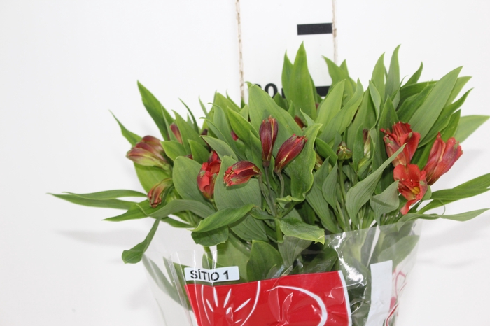 <h4>ALSTROEMERIA MILOS 080 CM</h4>