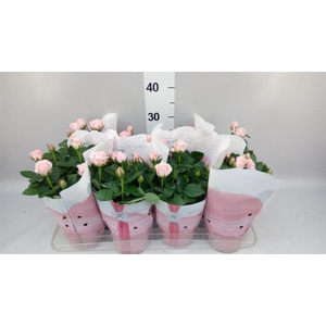 Rosa  'Amorosa Infinity Soft Pink'
