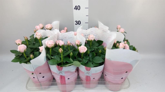 <h4>Rosa 'Amorosa Infinity Soft Pink'</h4>