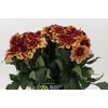 Dahlia Creme de Cognac