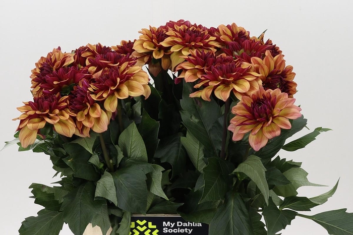 Dahlia Creme de Cognac