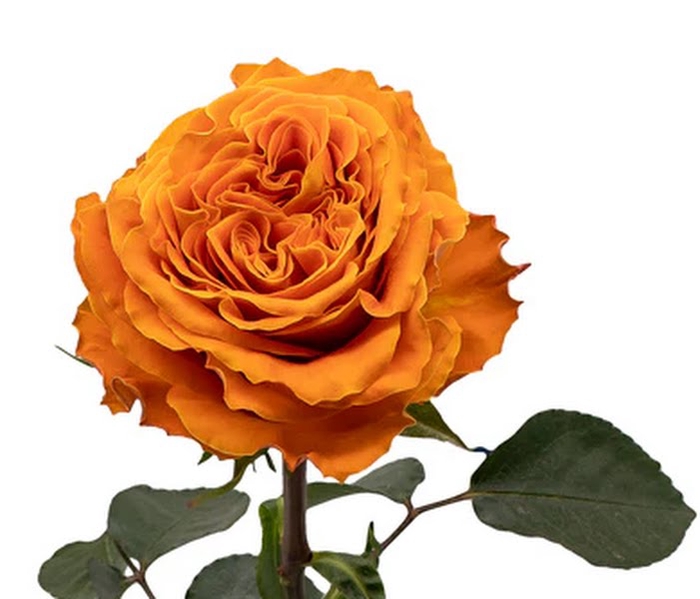 <h4>Rosa Garden Copper Kiss</h4>