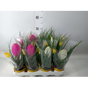 Tillandsia  ...mix