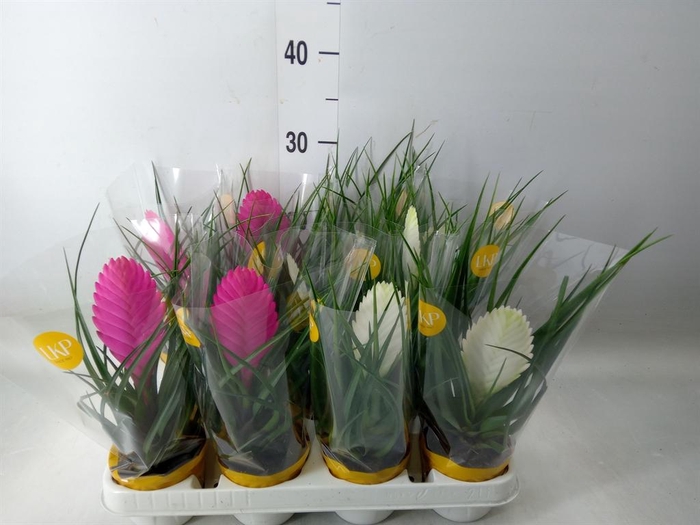 <h4>Tillandsia  ...mix</h4>