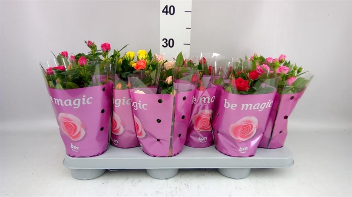 <h4>Rosa  'Beau Monde'   ...mix</h4>