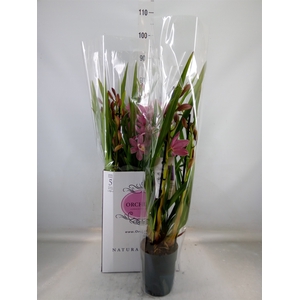 Cymbidium   ...