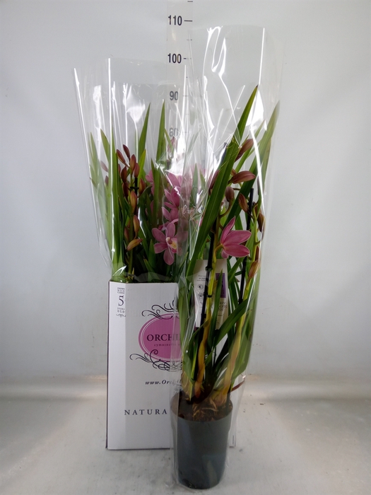 <h4>Cymbidium   ...</h4>