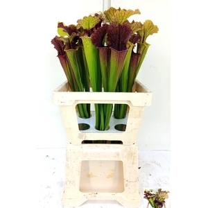 SARRACENIA OV