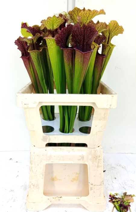 <h4>SARRACENIA OV</h4>