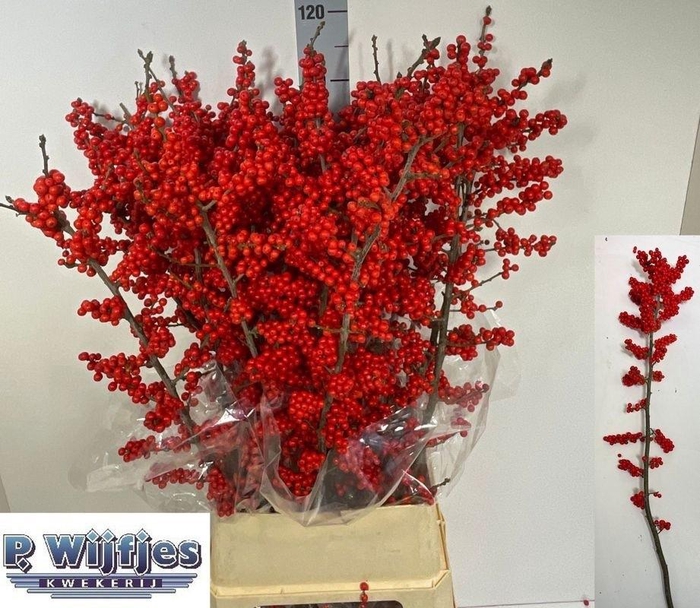 <h4>ILEX VE RODE BES</h4>