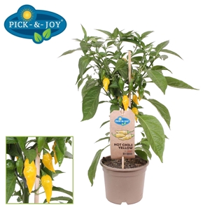 PEPER PLANTEN
