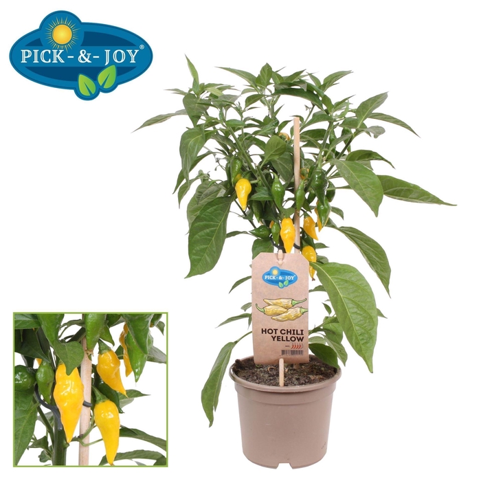 <h4>PEPER PLANTEN</h4>