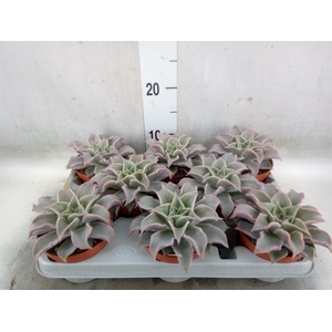 Echeveria   ...