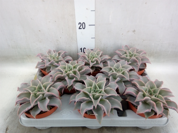 <h4>Echeveria   ...</h4>