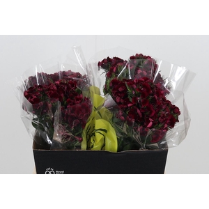 Di Barb Kiw Dark Red