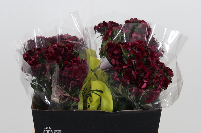 <h4>Di Barb Kiw Dark Red</h4>