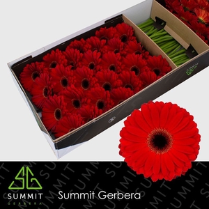 Gerbera Centurion Doos