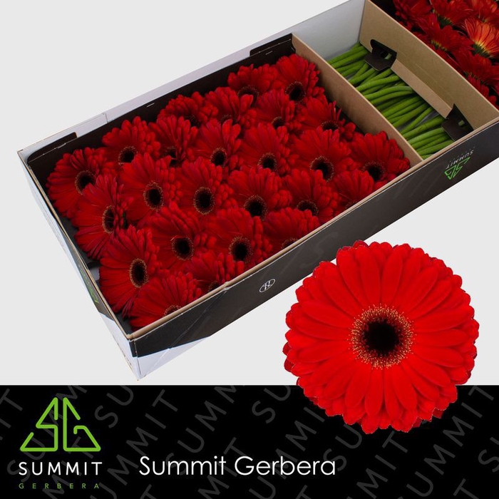 <h4>Gerbera Centurion Doos</h4>