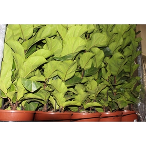 FICUS LYRATA BAMBINO P24 COMPACTO