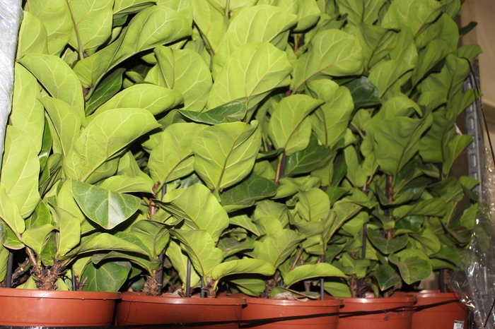 <h4>FICUS LYRATA BAMBINO P24 COMPACTO</h4>
