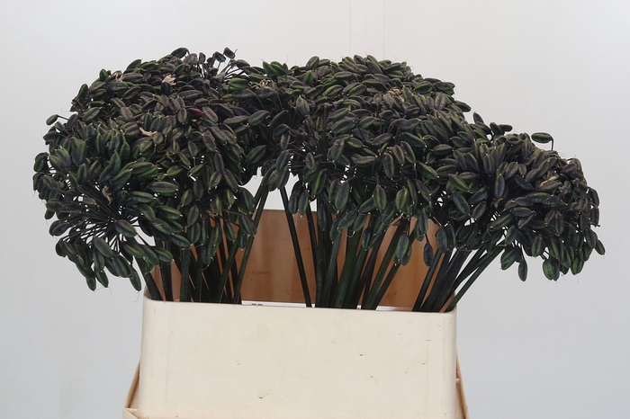 <h4>Agapanthus Seed</h4>