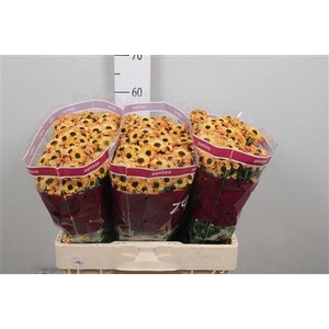 Chr S Yin Yang Golde