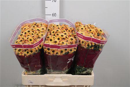 <h4>Chr S Yin Yang Golde</h4>