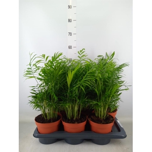 Chamaedorea elegans