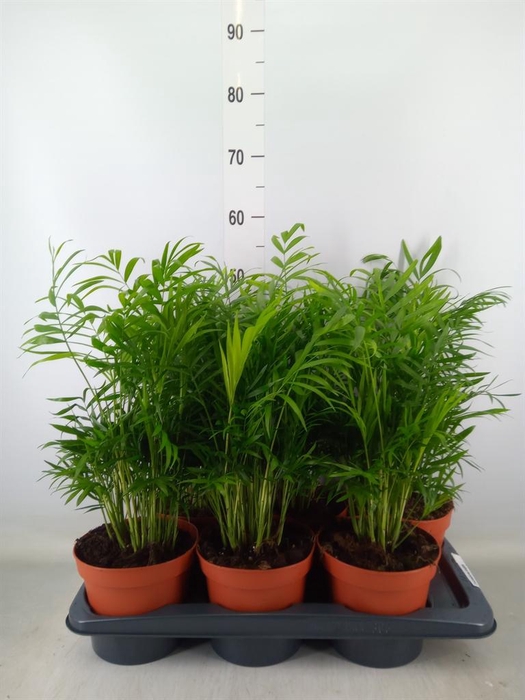 <h4>Chamaedorea elegans</h4>