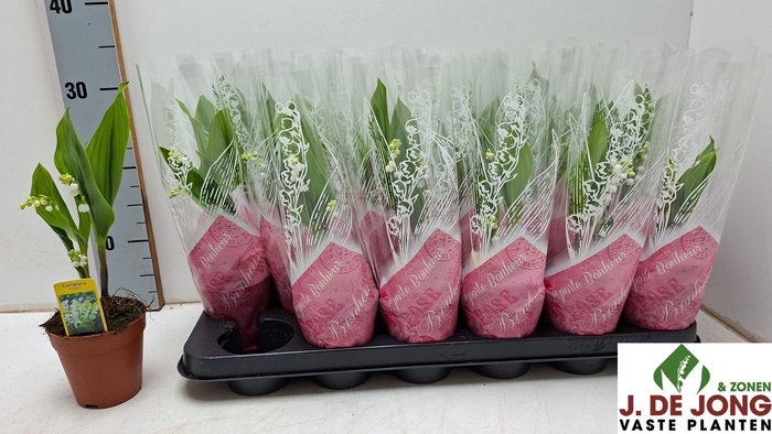 <h4>CONVALLARIA MAJALIS</h4>