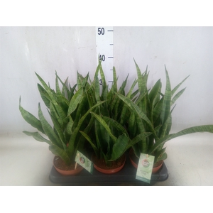 Sansevieria kirkii