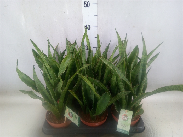 <h4>Sansevieria kirkii</h4>