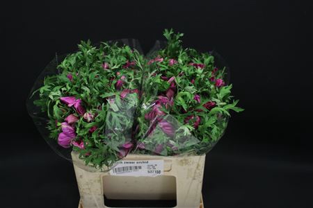 <h4>Anem Zwaar Orchid</h4>