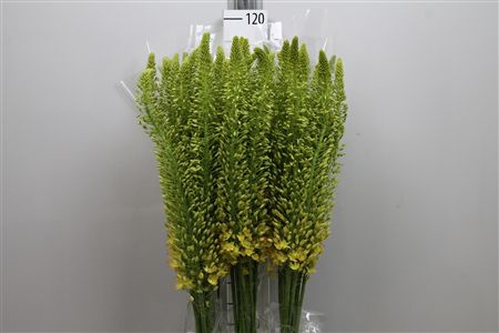 <h4>Eremurus Stenophyllu</h4>