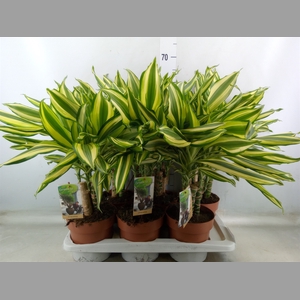 Dracaena frag.   ...