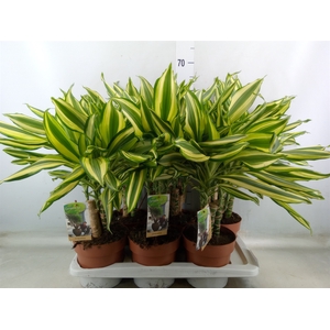 Dracaena frag.   ...