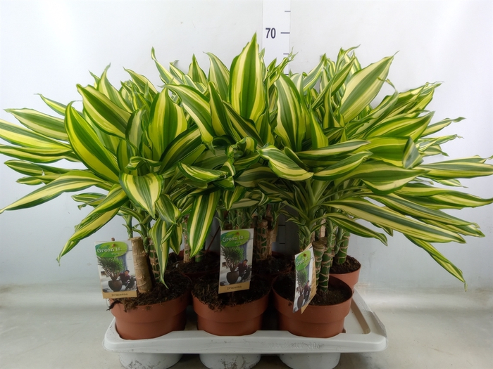 <h4>Dracaena frag.   ...</h4>