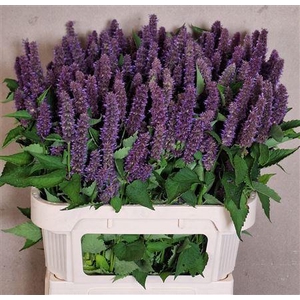 Agastache Ov