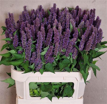 <h4>Agastache Ov</h4>