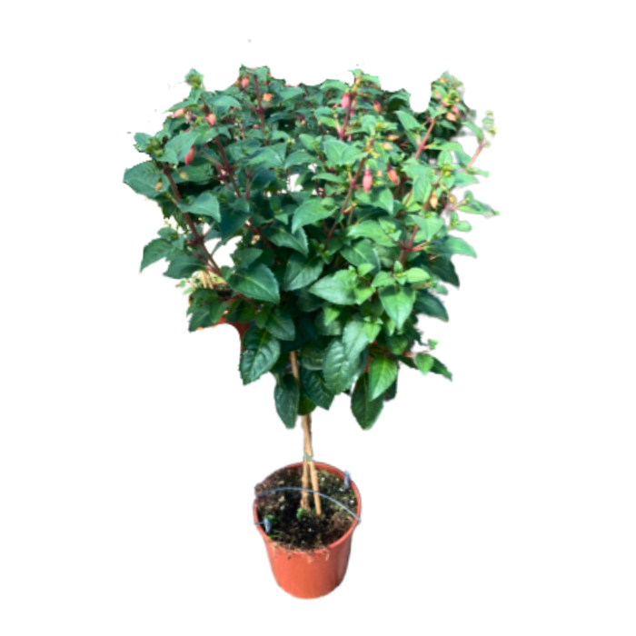 <h4>Fuchsia overig</h4>
