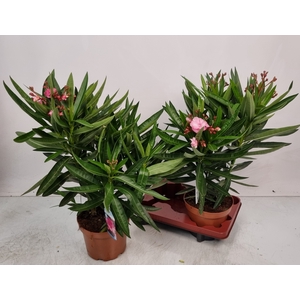 NERI OLEANDER