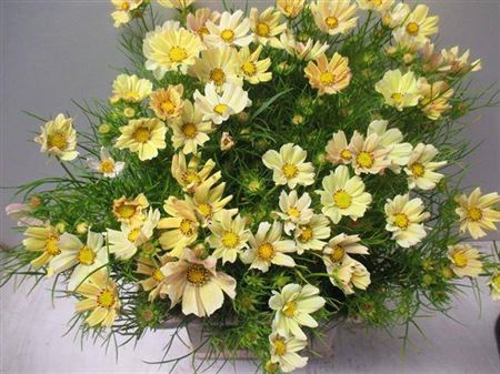 <h4>Cosmos Bipinnatus</h4>
