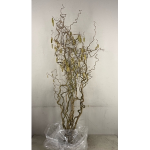 Corylus (2-Jarig)