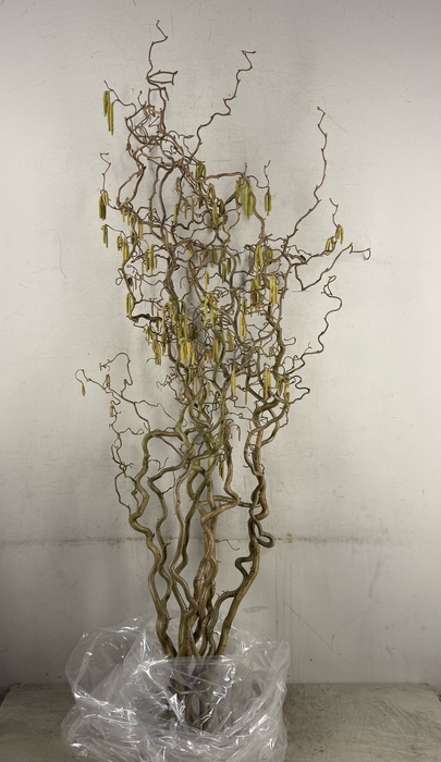 <h4>Corylus (2-Jarig)</h4>